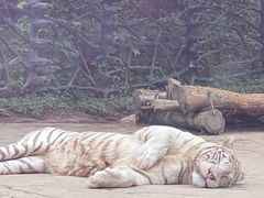 -贵州森林野生动物园