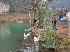 -靖西鹅泉风景区
