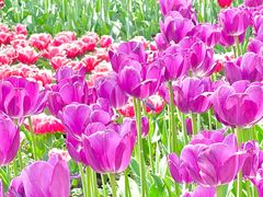 -玄武湖景区-情侣园游乐场