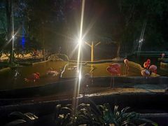 -清迈夜间动物园