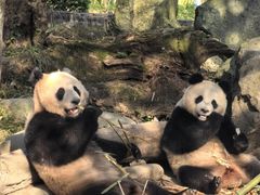 -都江堰中华大熊猫苑