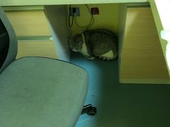 -瑞鹏宠物医院·爱宠堂·骨外专科(西荷分院)