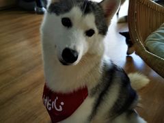 -Husky Go! 哈士奇体验馆·宠物咖啡厅狗咖