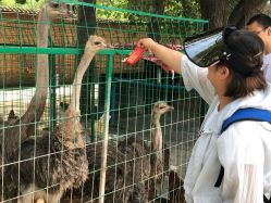 -上美四季动物农场