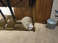 -猫咖时代(中山亭店)