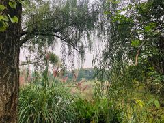 -白鹭湾湿地公园