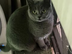 -瑞鹏宠物医院·骨科·猫科·内科(第一中心)