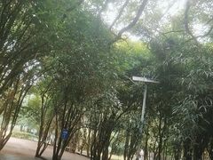 -潜山国家森林公园