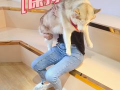 -Husky Go! 哈士奇体验馆·宠物咖啡厅狗咖