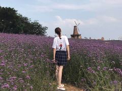 -大塘金香草谷