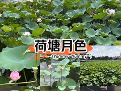 -荔湾湖公园