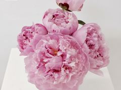 -INSDREAM FLOWER 鲜花预定·花艺培训