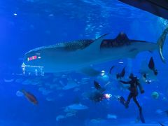 -烟台海昌鲸鲨海洋公园