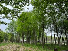 -贡湖湾湿地公园