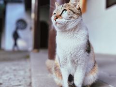 -西园寺