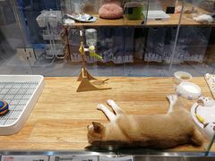 -狗道宠物(常熟印象城店)