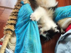 -楼上猫咖(罗湖店)