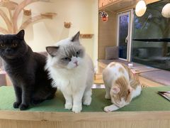 -猫和宫(六道口店)