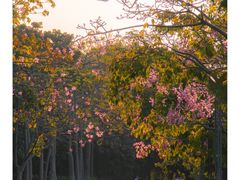 -广州国际生物岛