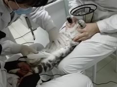 -中农大我爱我爱24h动物医院·中医针灸·猫专科·骨科医疗中心(双井店)