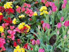 -越秀西湖花市(广州城市广场花卉店)