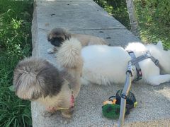 -宠福鑫康馨动物医院·骨科·眼科