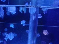 -海合安武汉极地海洋公园
