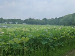 -绍兴镜湖国家城市湿地公园