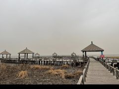 -哈素海