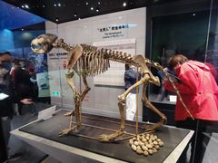 -北京周口店北京人遗址博物馆