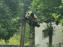 -卧龙中华大熊猫苑神树坪基地