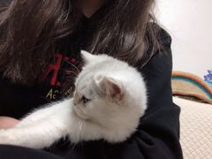 -猫大福·Fortune Cat猫舍(百子湾店)