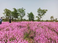 -花开海上生态园
