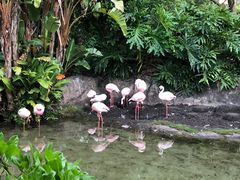 -奥兰多迪士尼动物王国乐园