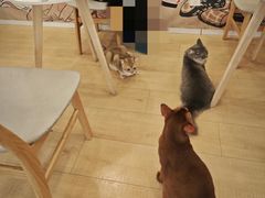 -Let's go狗咖·猫咖·奶狗·桌游(春熙路IFS店)