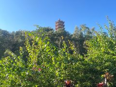 -深圳仙湖植物园
