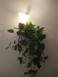 -碧莲盛·不剃发植发