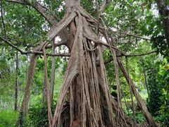 -中国科学院西双版纳热带植物园