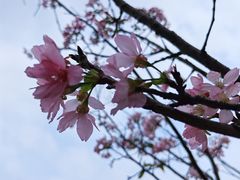-王借岗森林公园