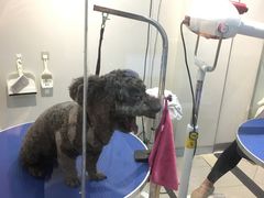 -PETKIT 小佩宠物·低压洗护·美容·寄养(安远店)