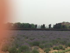 -曲江薰衣草庄园