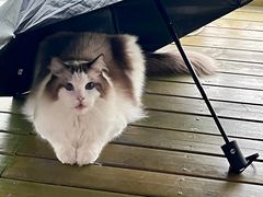 -东方名猫馆·英短金渐层布偶猫舍(环线广场1号楼店)