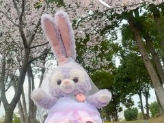 -顾村公园