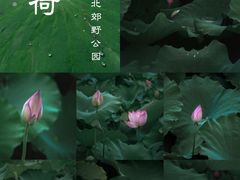 -嘉北郊野公园
