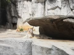 -灵玲国际马戏城