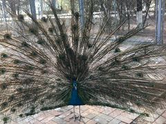 -长白岛森林公园