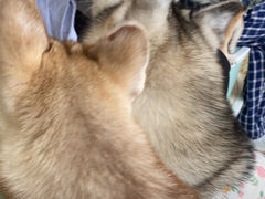 -怪兽屋·羊驼·猫咖·狗咖(俊华广场店)