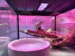 -花鸟鱼虫鲜花绿植市场(玉泉路店)
