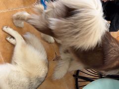 -Let's go狗咖·猫咖·奶狗·桌游(春熙路IFS店)