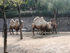 -石家庄市动物园